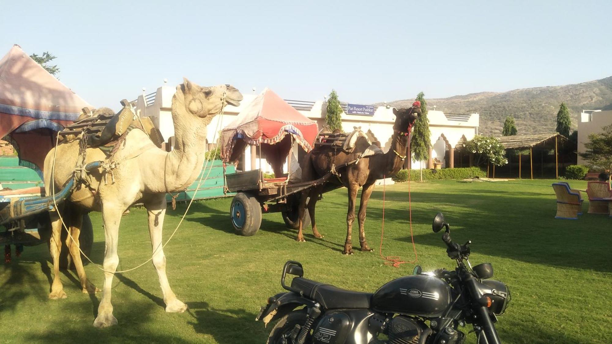 Pari Resort With Nature View Pushkar Eksteriør bilde